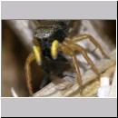 Heliophanus flavipes - Springspinne 01e 5mm mit Fliege.jpg